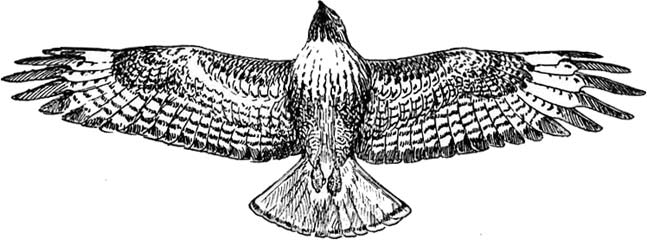 Hawk clipart 2 image