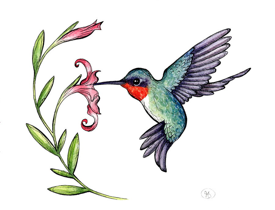 Free Hummingbird Clipart, Download Free Hummingbird Clipart png images