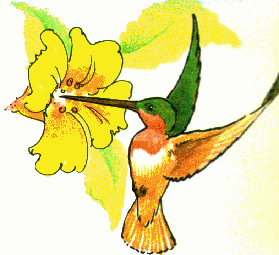 Hummingbird clipart free clipart 3