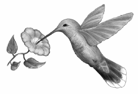 Hummingbird fourth grade ela practice page clipart image