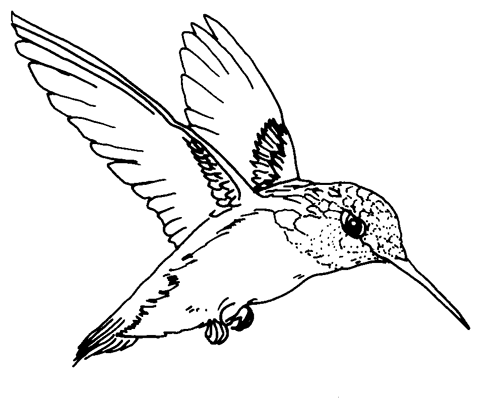 Free Hummingbird Clipart Black And White, Download Free Hummingbird