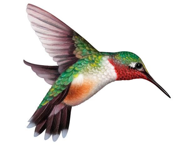 Hummingbird realistic illustrations of animals plants and flowers in by cliparts