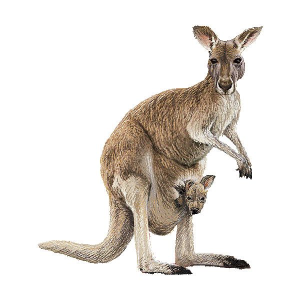 Kangaroo clipart graphics free clip art liked on polyvore