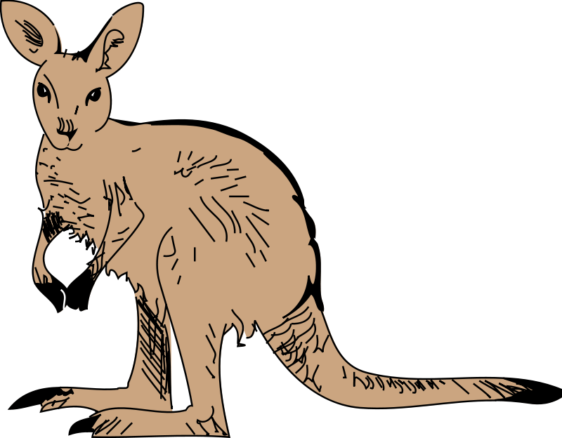 Kangaroo animal clipart pictures free org