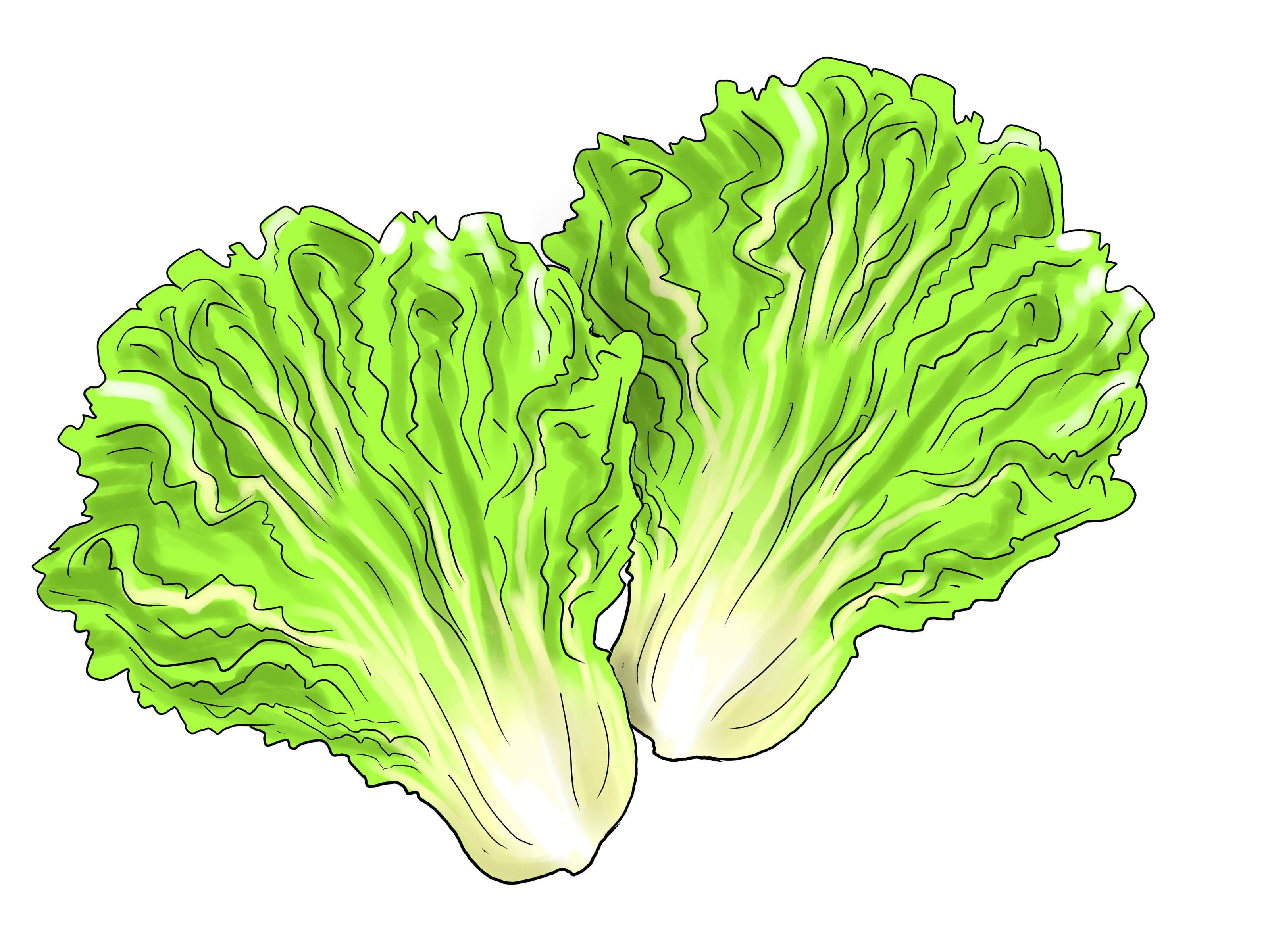 Free Lettuce Clipart, Download Free Lettuce Clipart png images, Free