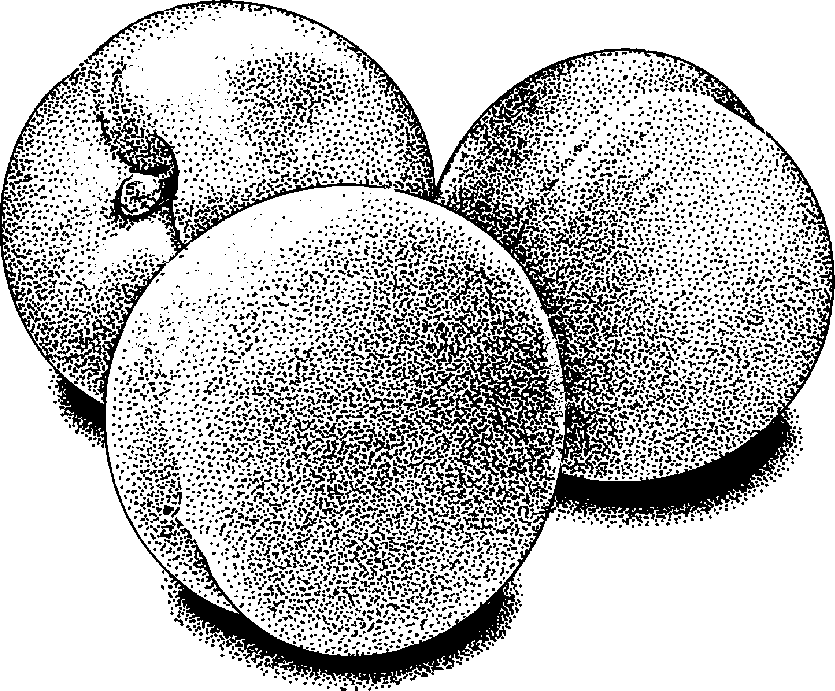 Peach free to use clipart image
