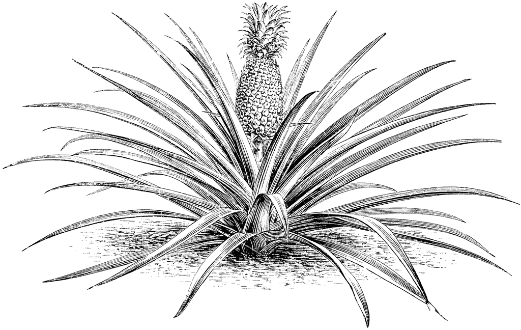 Pineapple Tree Clipart Black And White Clip Art Library