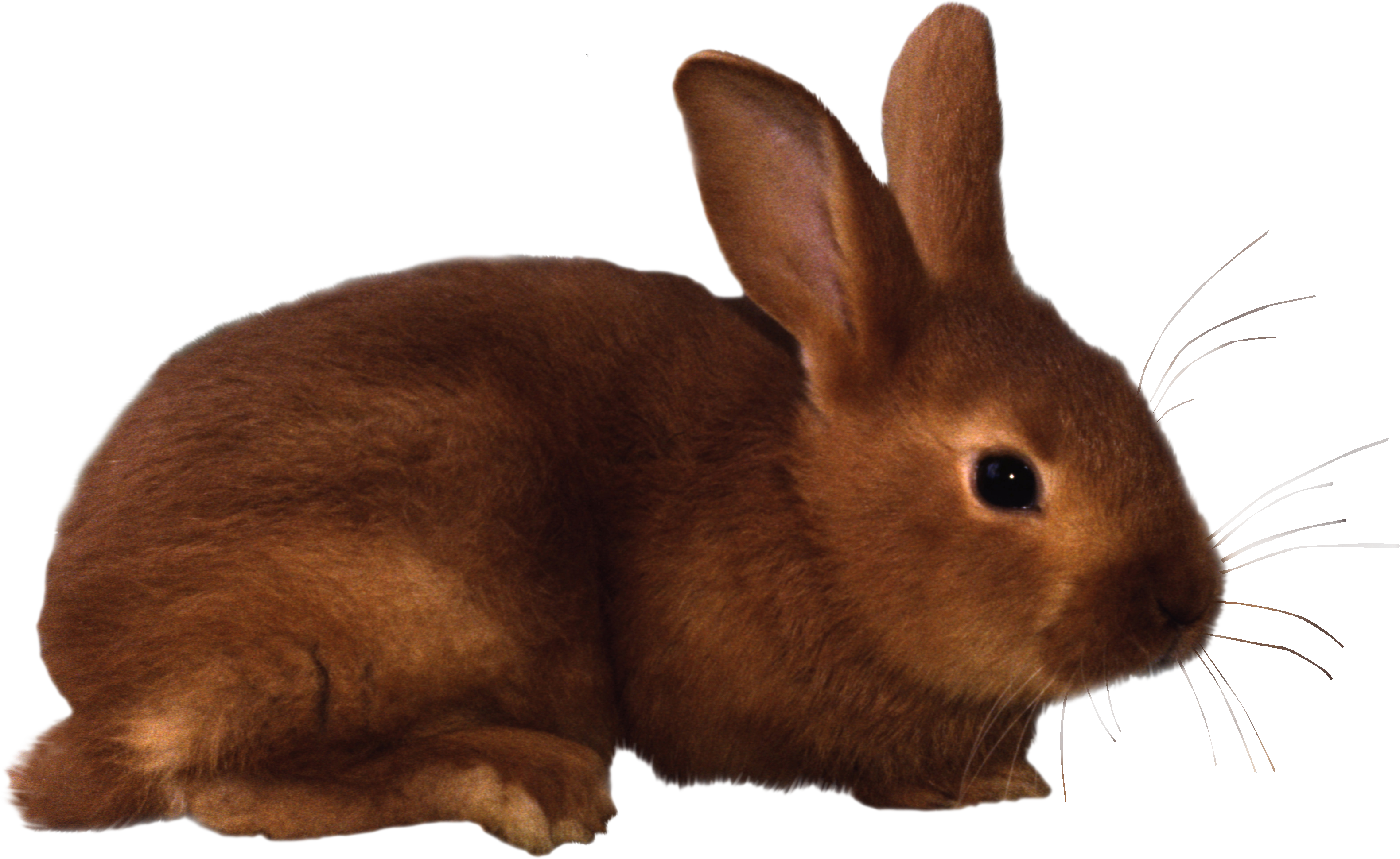 Bunny danko friendly rabbit clip art at vector clip art 3 image 3