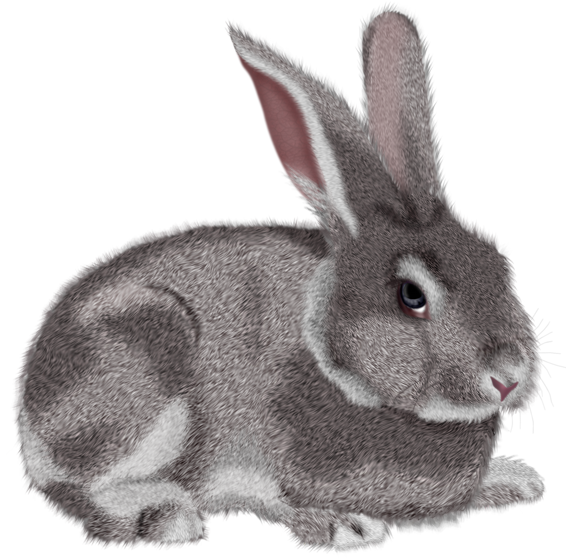 Grey rabbit clipart picture