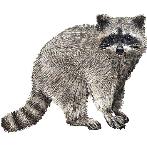 raccoon hat clipart png
