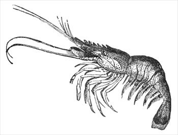 Shrimp prawns clipart image