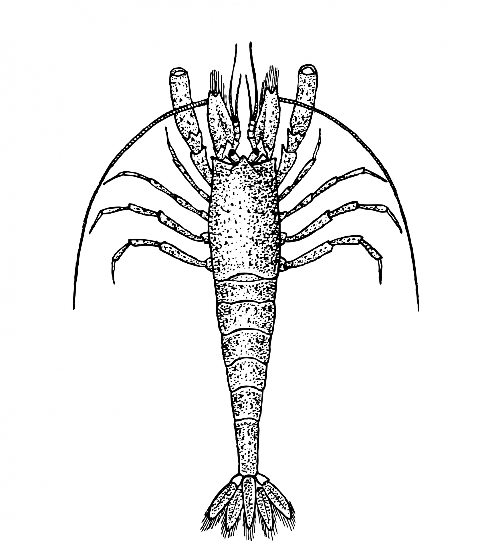 Shrimp Png Cartoon Clip Art Library