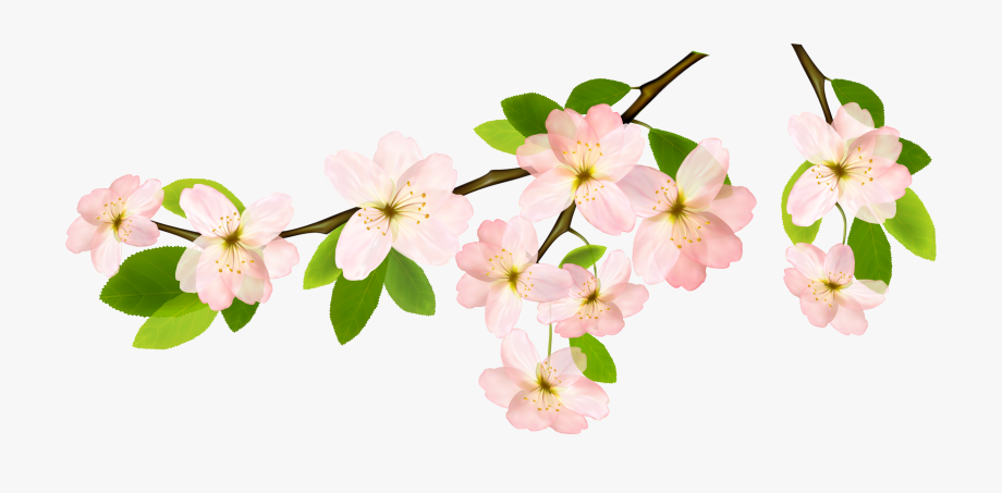 Sakura Branch Png - Spring Clipart No Background , Transparent 