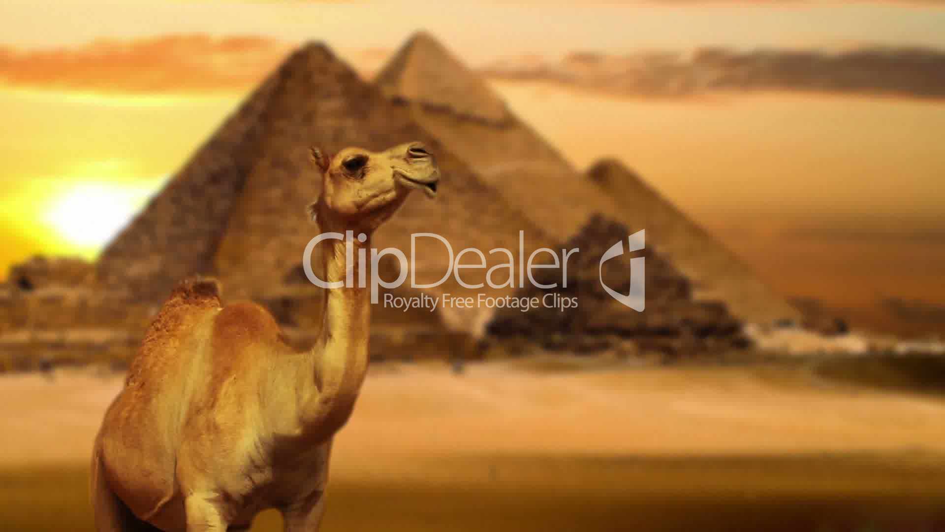 Camel in desert: Royalty-free video and stock footage