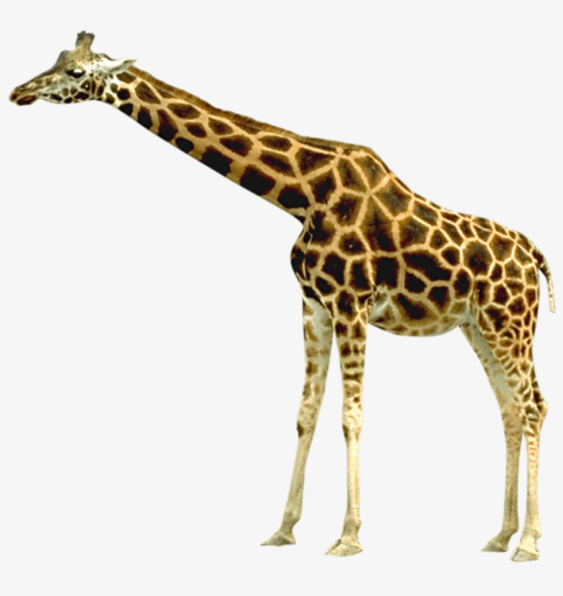 Free Png Giraffe Png Images Transparent - Giraffe Clipart 