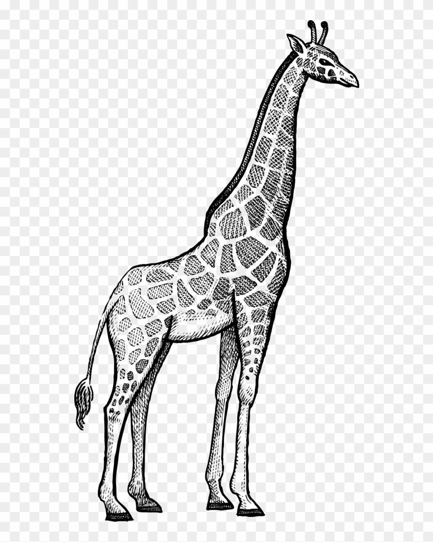 Giraffe Rhinoceros Okapi Lion - Giraffe Black And White Line 
