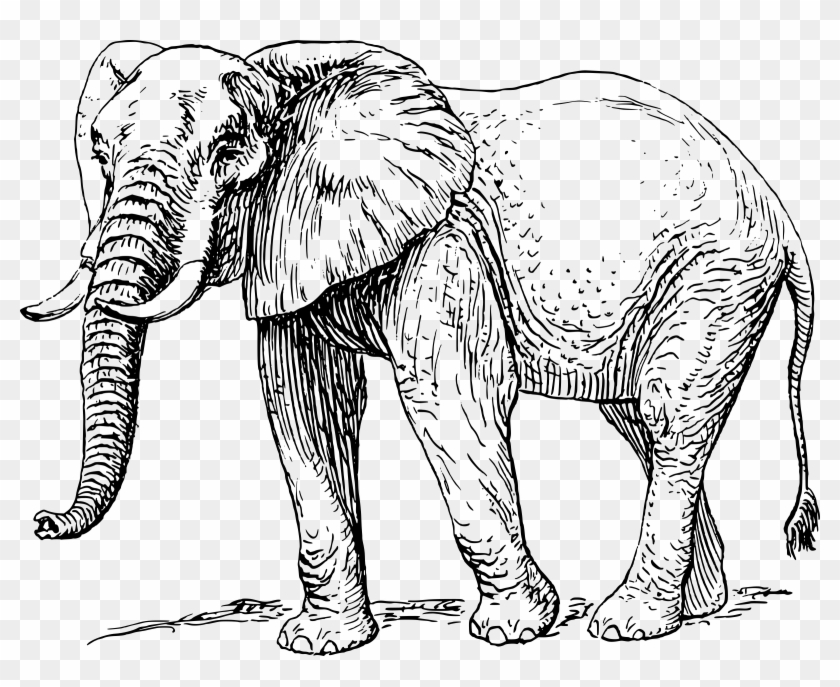 Big Image - African Elephant Clipart Black And White, HD Png 