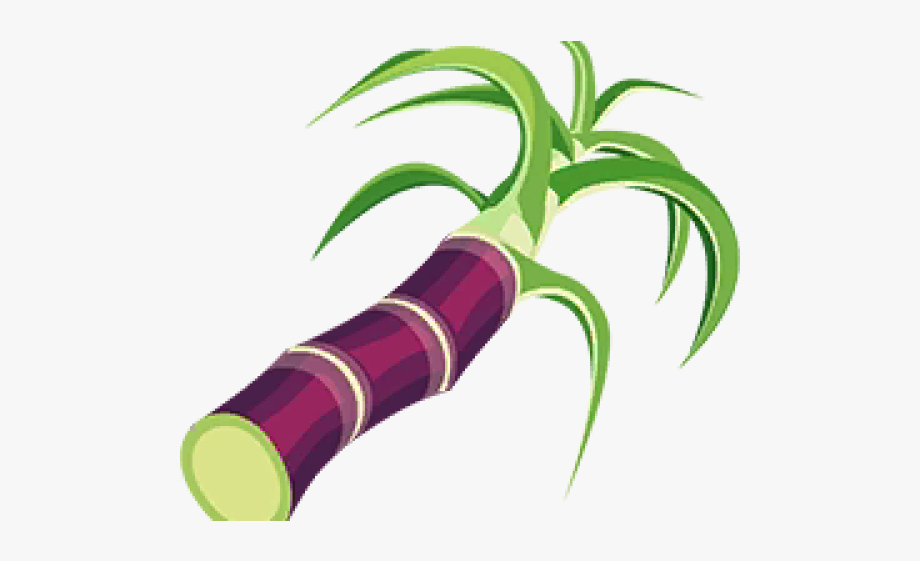sugarcane plant clipart png - Clip Art Library