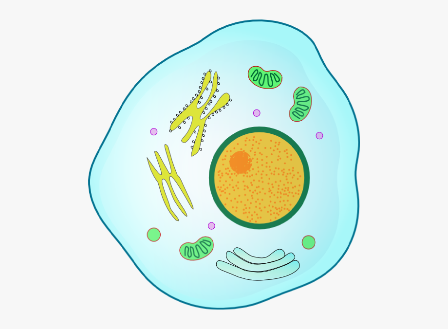 animal cells png - Clip Art Library