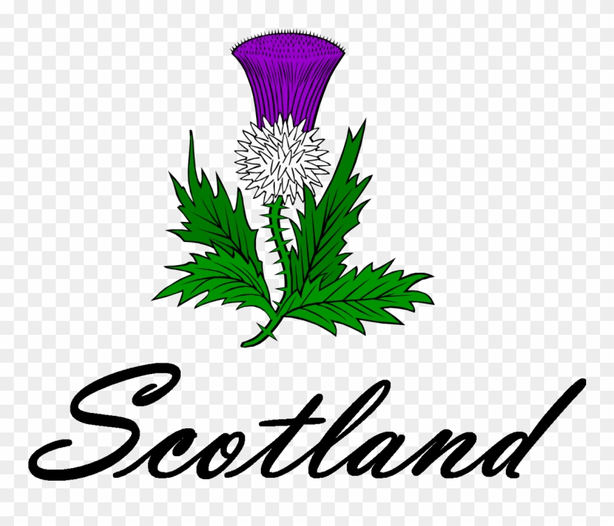 Thistle Cliparts - Scotland Thistle - Png Download 