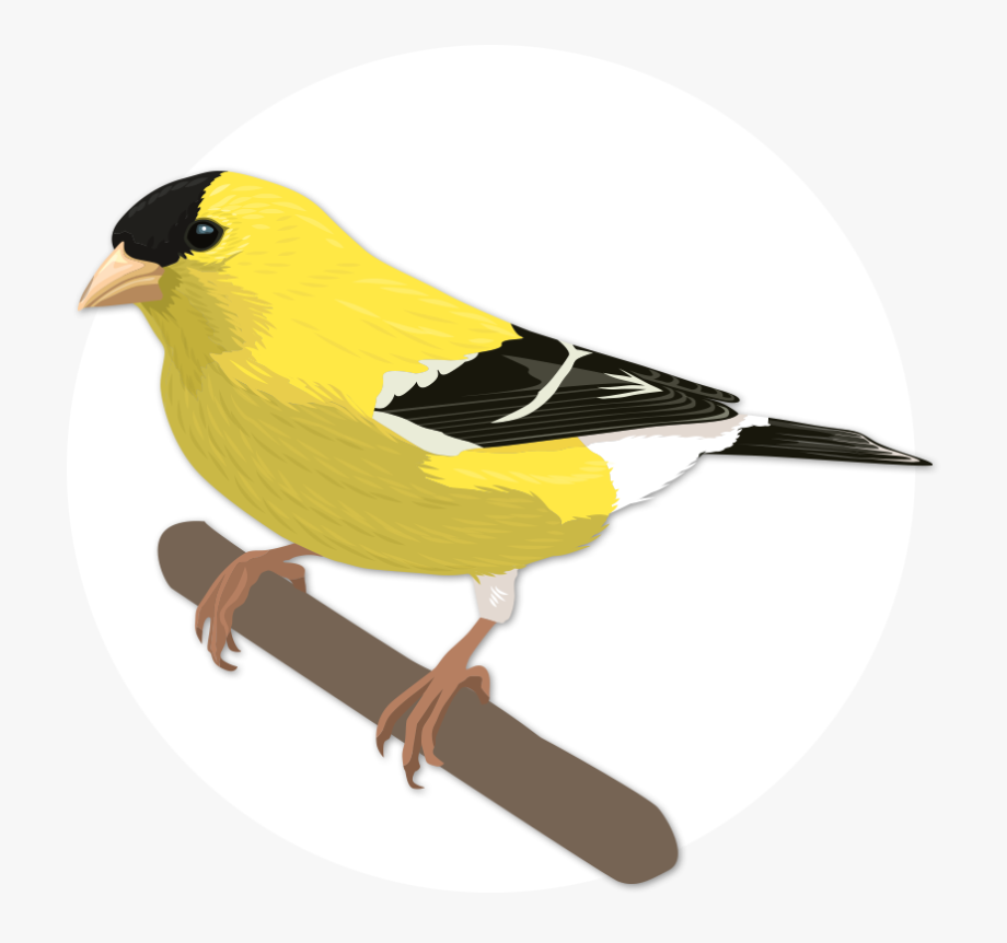 Theodore Roosevelt Clipart Bird - American Goldfinch , Transparent 