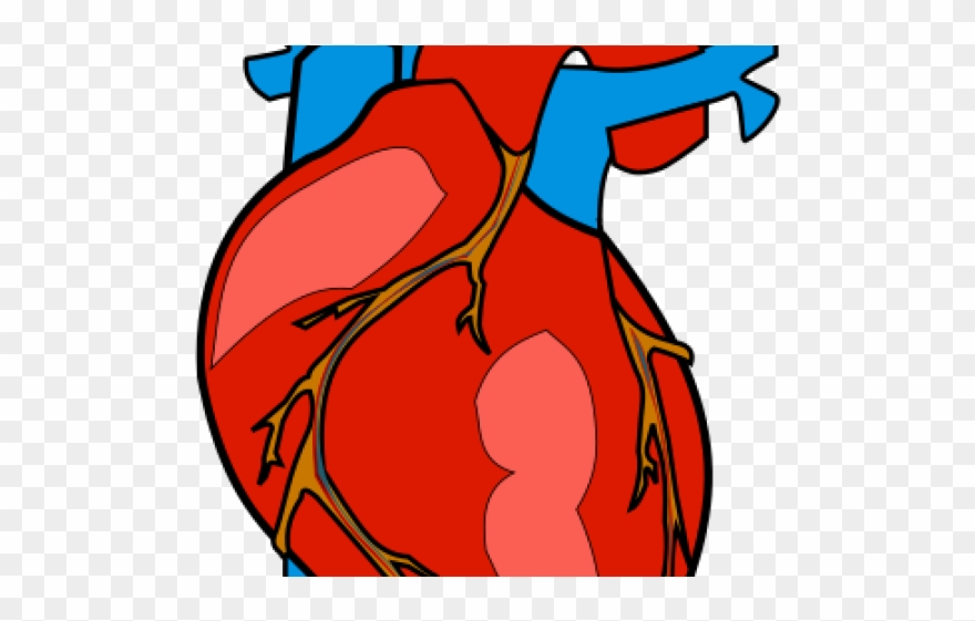 Free Heart Body Cliparts Download Free Heart Body Cliparts Png Images