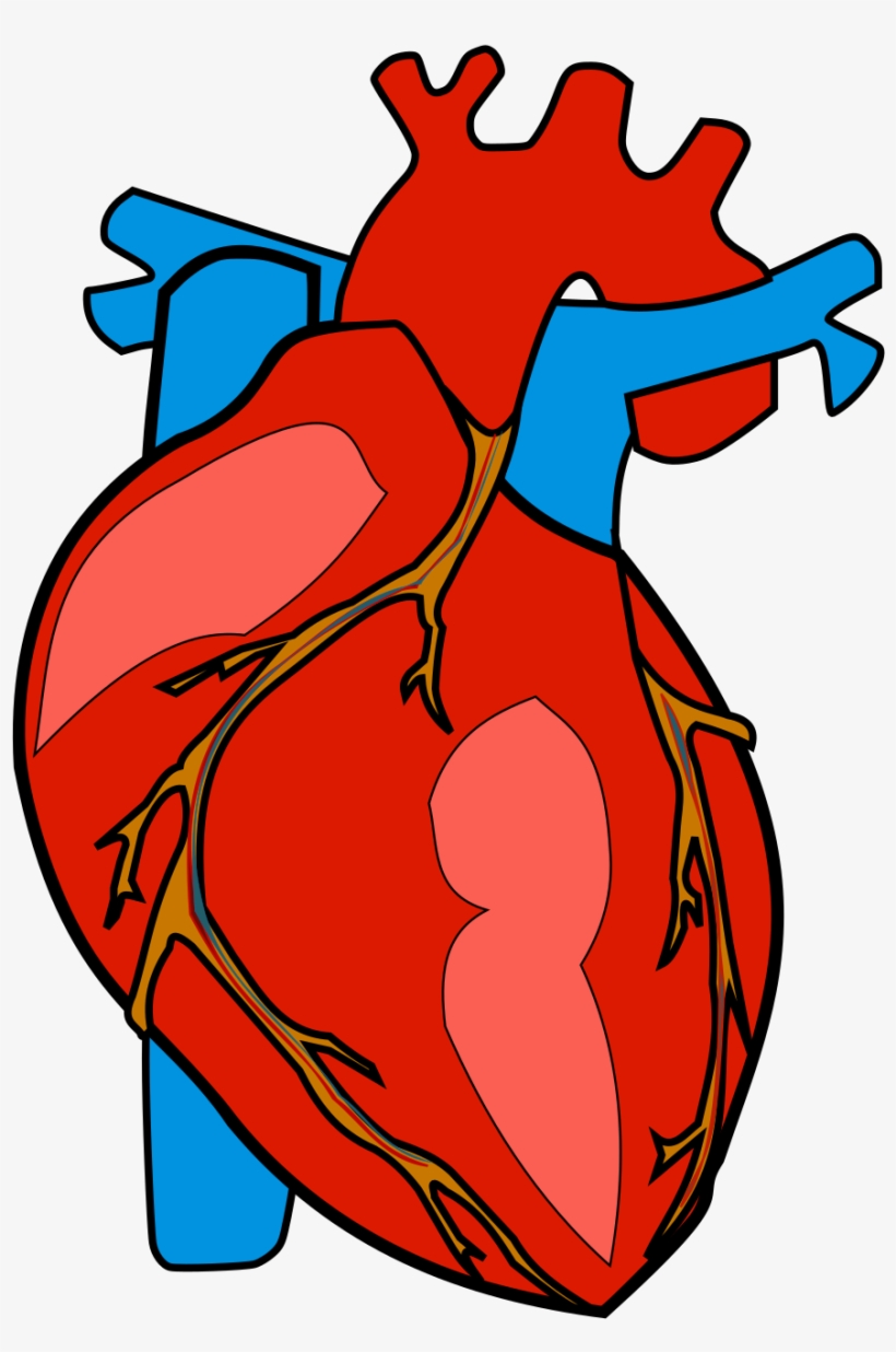 Human Heart Clipart Transparent Clip Art Library