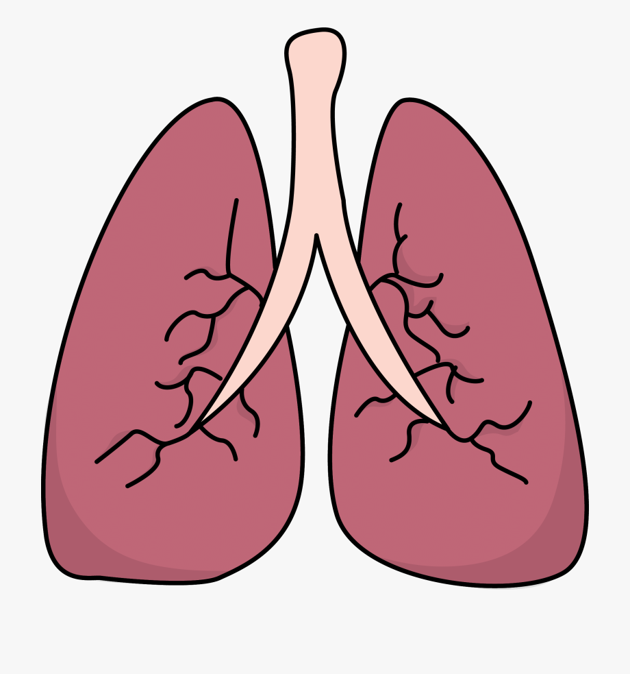 Lung Cancer Ribbon Clip Art - Lungs Clipart , Transparent Cartoon 