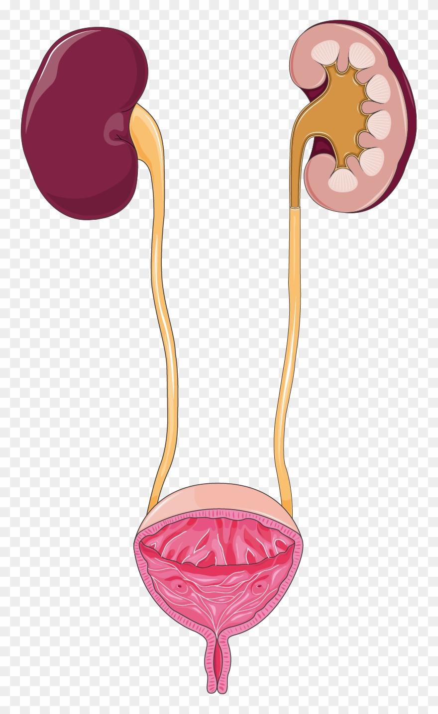 Urinary Tract - Urinary System Png Clipart - Full Size Clipart 
