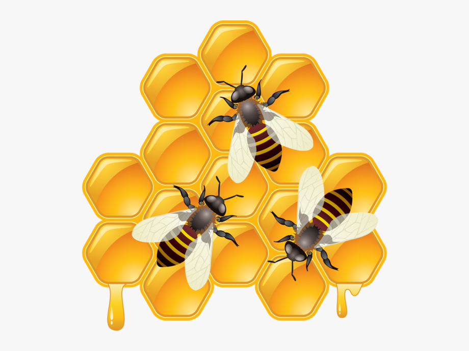 Free Honeycomb Clipart, Download Free Honeycomb Clipart png images