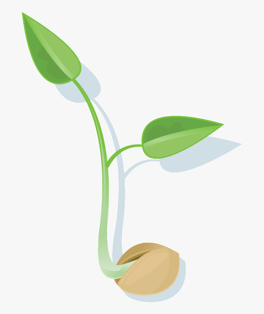 Clip Arts Related To : seed sprouting png. view all germination-cliparts). 