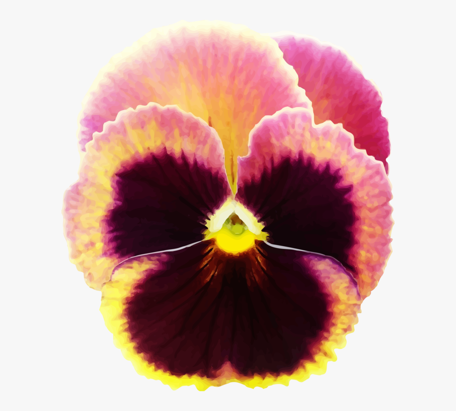 pansy-clipart.