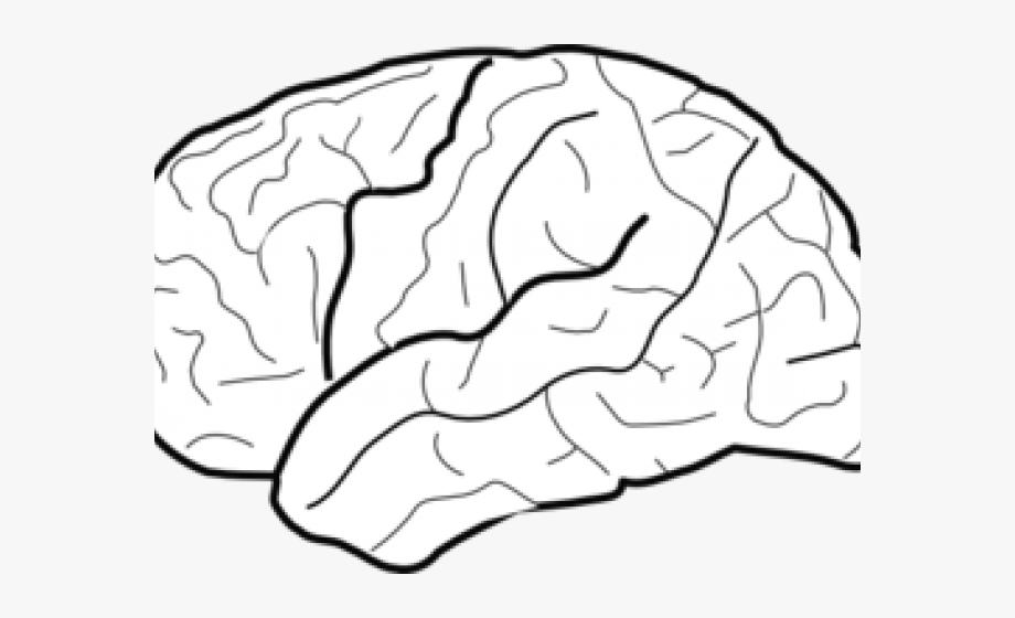 White Brain Cliparts - Blank Brain Diagram , Transparent Cartoon 