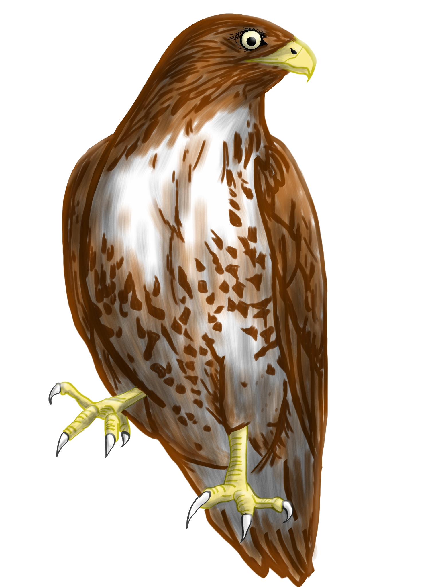 Red Tailed Hawk Vector Art