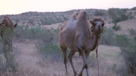 Free Camel Stock Video Footage Download 4K HD 98 Clips