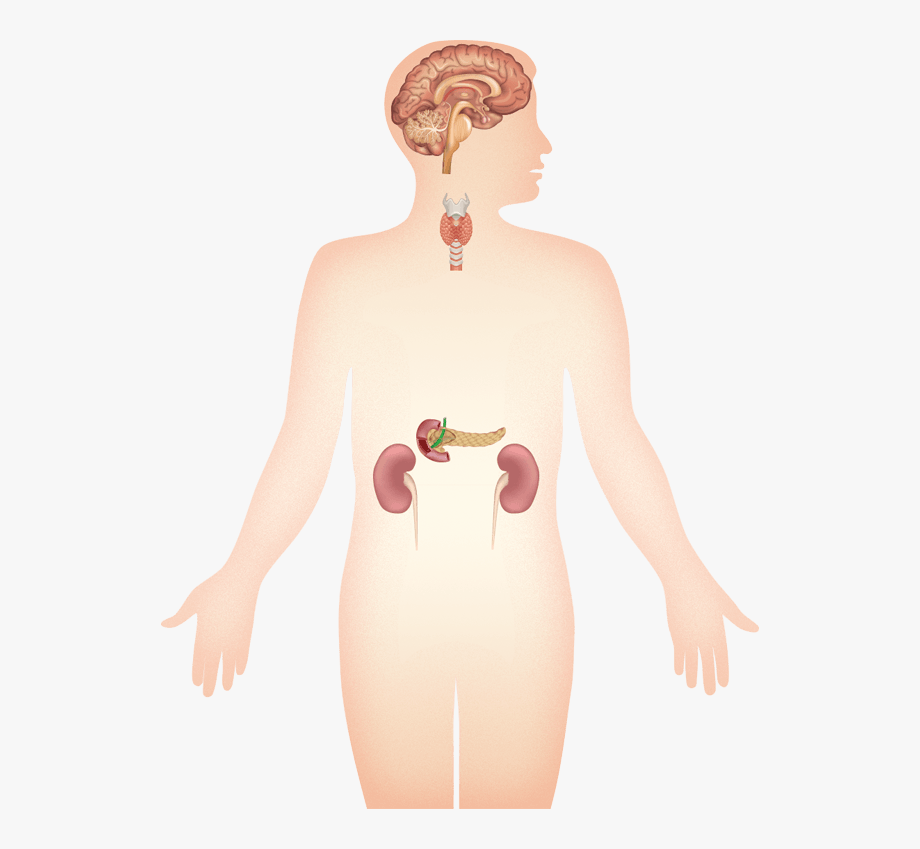 endocrine system unlabeled diagram - Clip Art Library