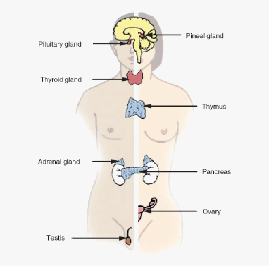 Free Endocrine System Cliparts, Download Free Endocrine System Cliparts png  images, Free ClipArts on Clipart Library