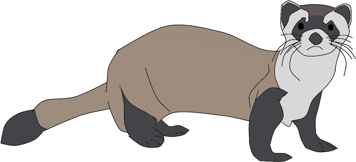 Ferret Png Clipart - Marine Mammal Transparent Png - Full Size 