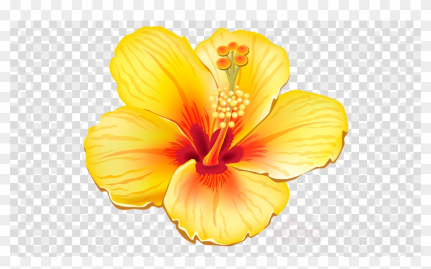 Tropical Flower Png Clipart Clip Art - Transparent Tropical Flower 