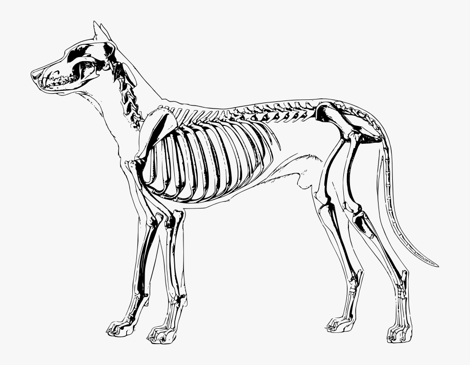 Dog Skeleton Png , Transparent Cartoon, Free Cliparts 