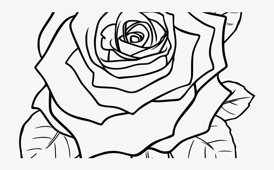 Flower Rose Drawing  Com Free  - Rose Flower Clip 