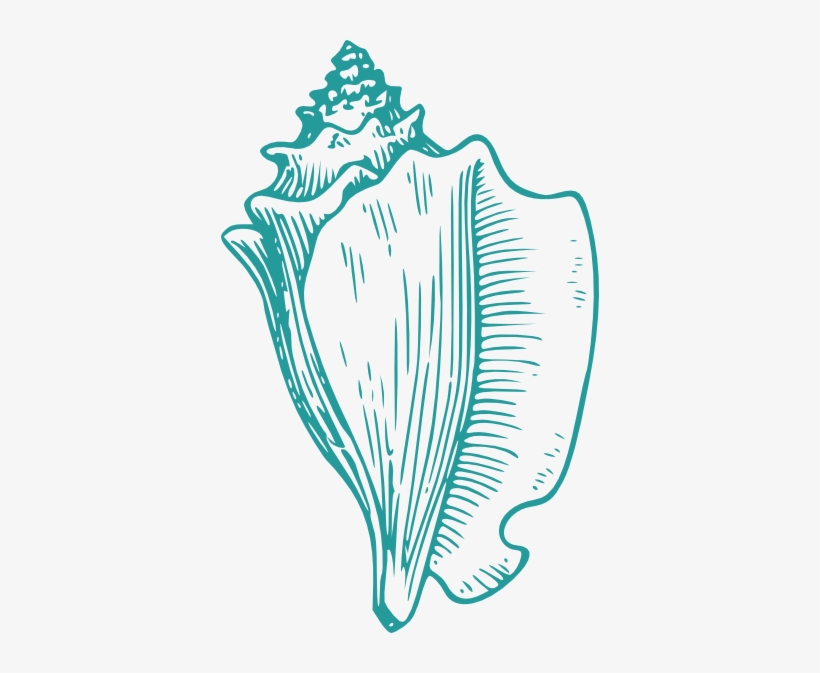 conch shell drawing easy - Clip Art Library