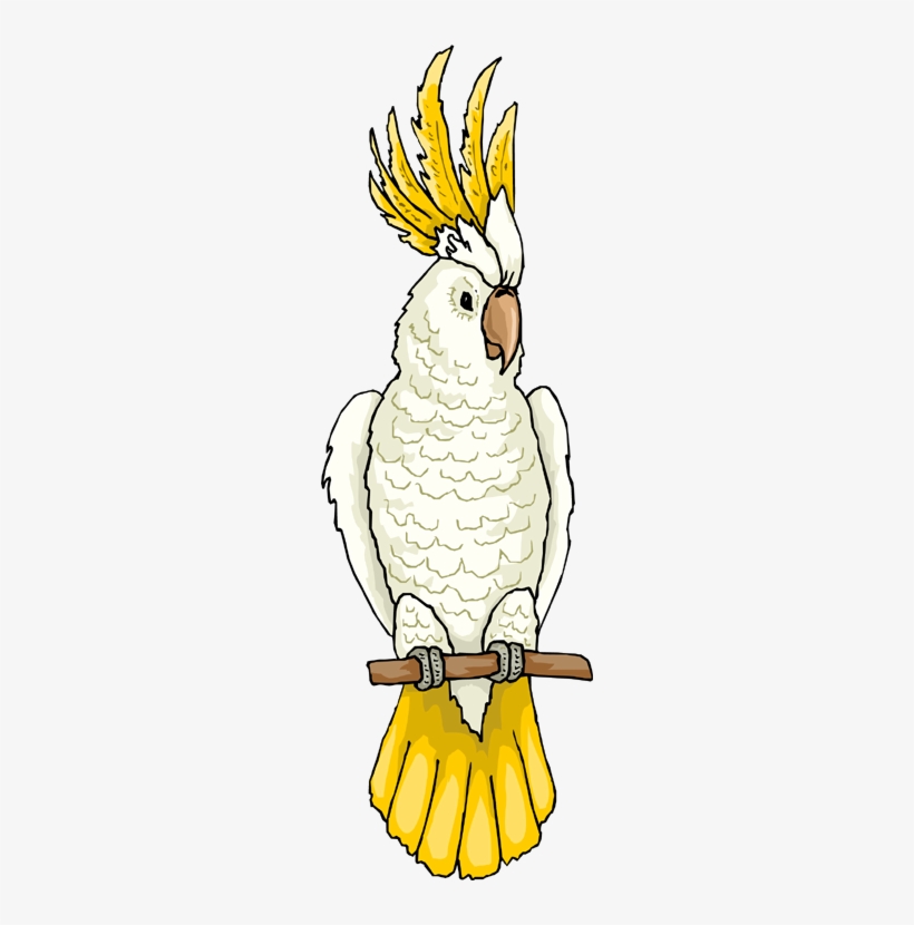 Free Cockatoo Cliparts, Download Free Cockatoo Cliparts png images