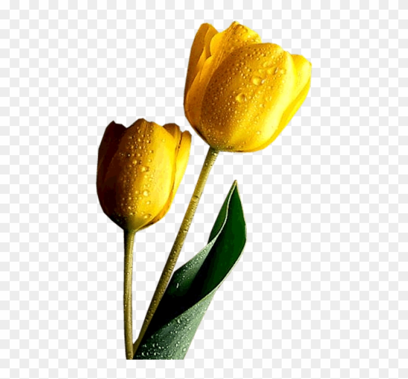 Free Png Yellow Tulips Png Images Transparent - Divine 