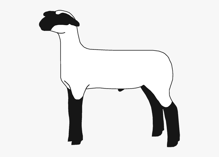 Lamb Clipart Club Lamb - Show Lamb Clip Art , Transparent Cartoon 