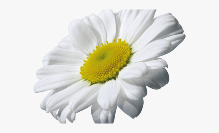 Daisy Clipart Transparent Background - Daisy Flower Transparent 