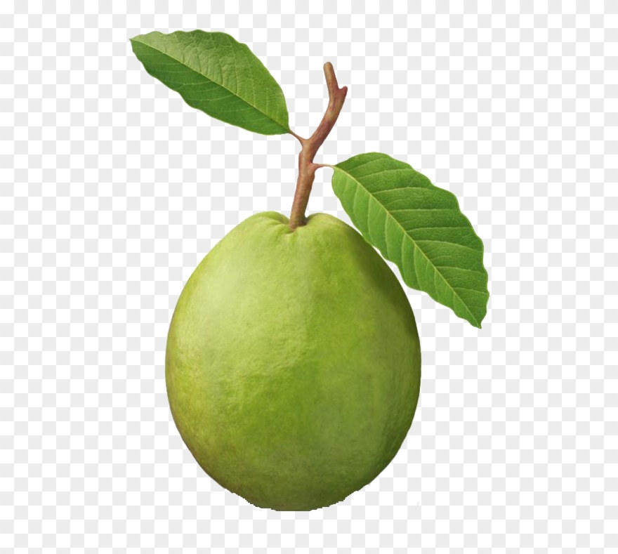 Featured image of post Guava Tree Bayabas Drawing In nontropical climates guava is a deciduous tree