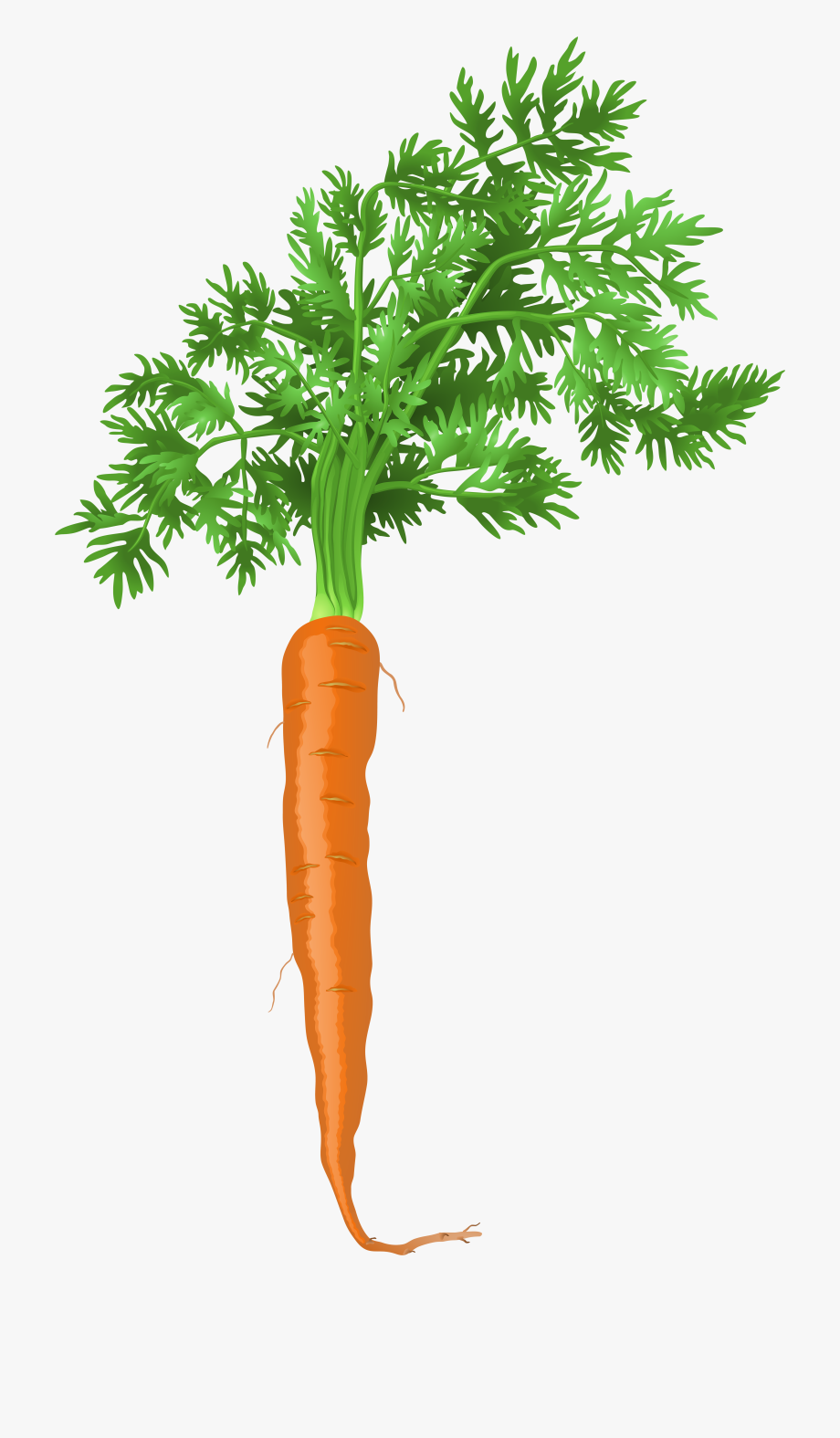 Carrot Clipart Plant - Root Vegetable Plant Transparent 