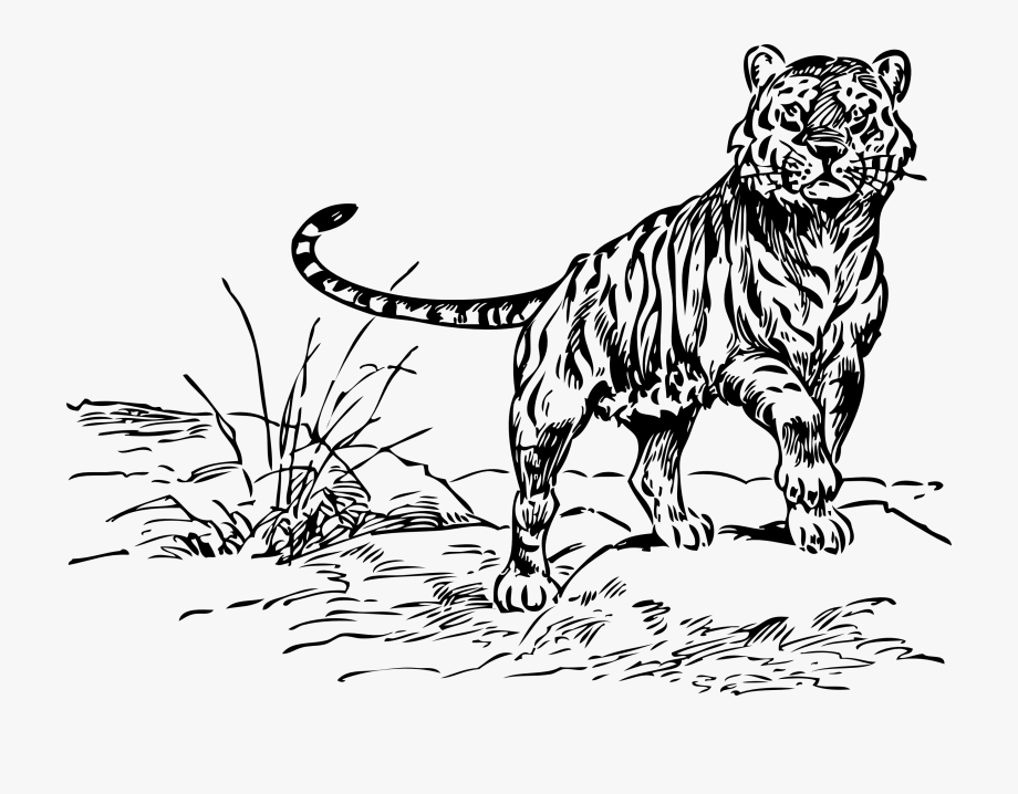 Tiger Black And White Black And White Tiger Clipart - Tiger Clip 