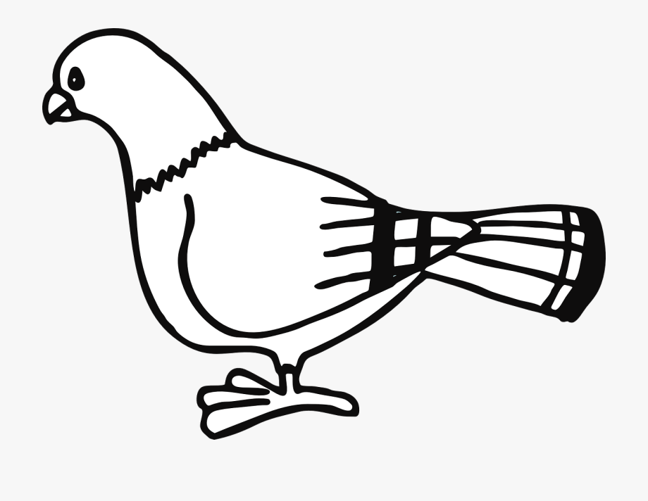 Dove Clipart Black And White - Pigeon Clip Art , Transparent 